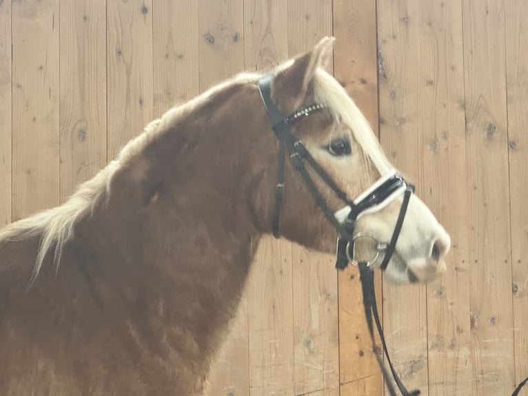 Haflinger Gelding 3 years 14,1 hh Chestnut-Red in Riedlingen