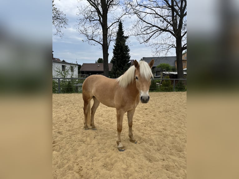 Haflinger Gelding 3 years 14.1 hh Chestnut-Red in Neustadt in Sachsen, Oberottendorf