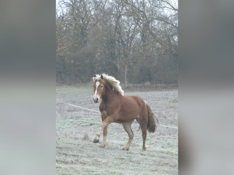 Haflinger Gelding 3 years 14,1 hh Chestnut-Red in Würzburg