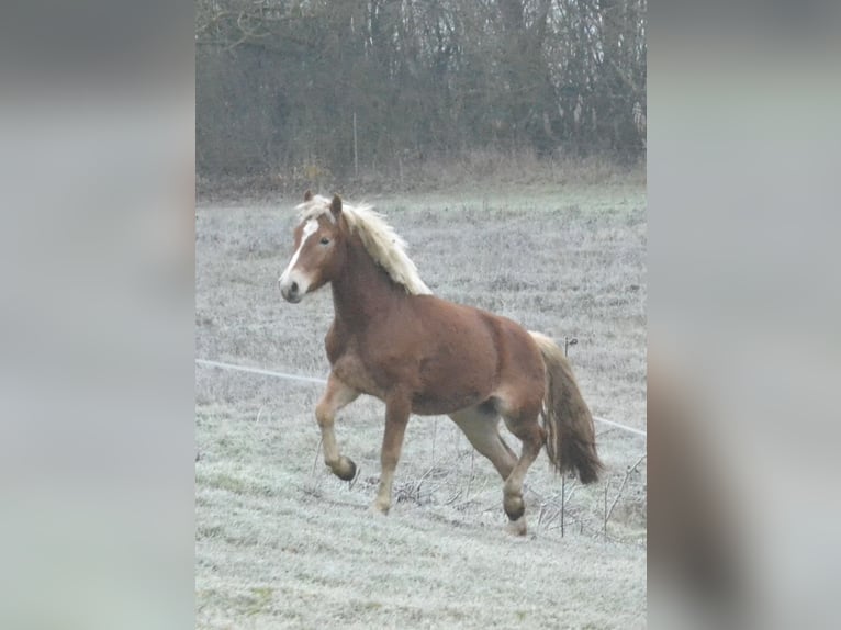 Haflinger Gelding 3 years 14,1 hh Chestnut-Red in Würzburg