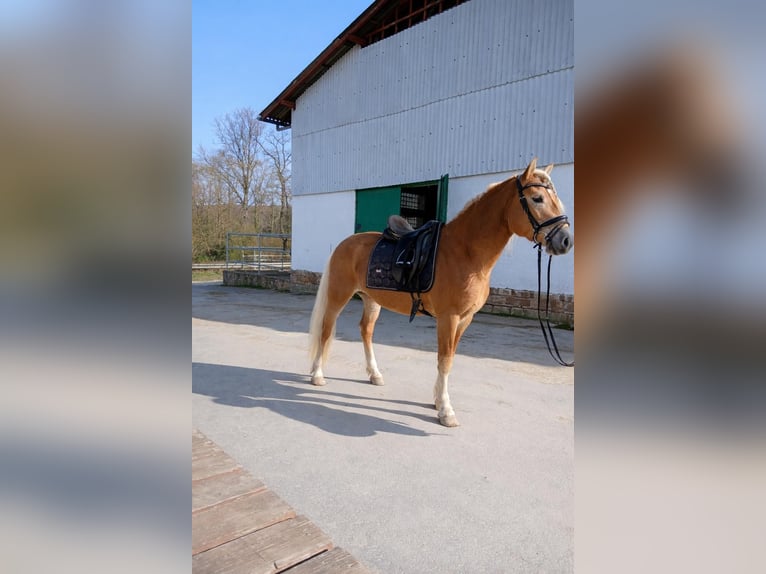 Haflinger Gelding 3 years 14.1 hh  in Fuldabrück