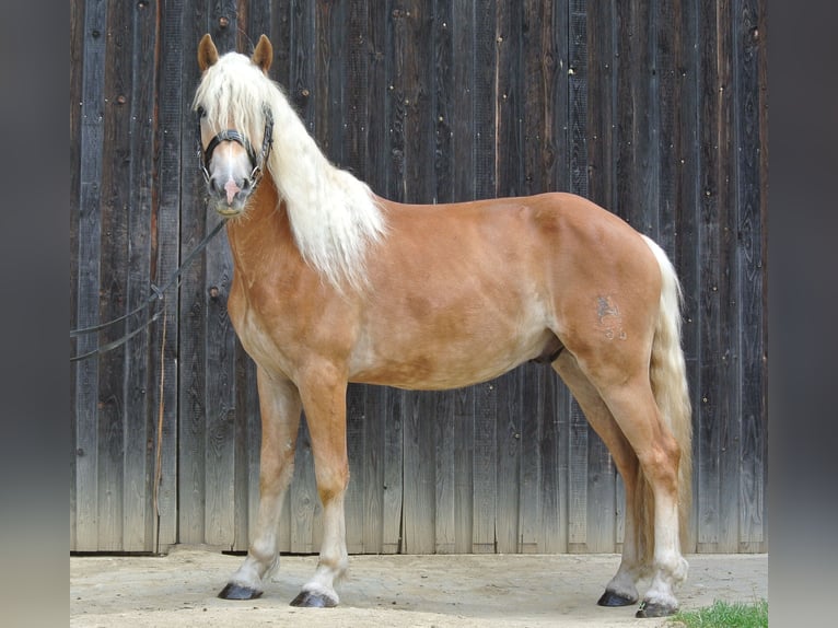 Haflinger Gelding 3 years 14,1 hh in Groß Siegharts