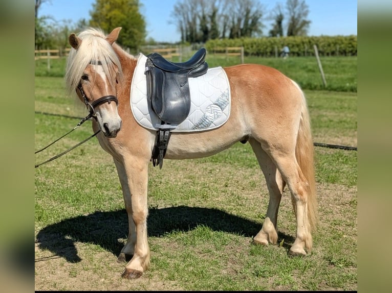 Haflinger Gelding 3 years 14.1 hh Dun in Kressbronn am Bodensee