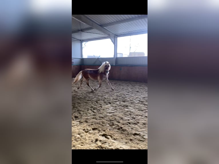 Haflinger Gelding 3 years 14,1 hh Dun in Brackenheim