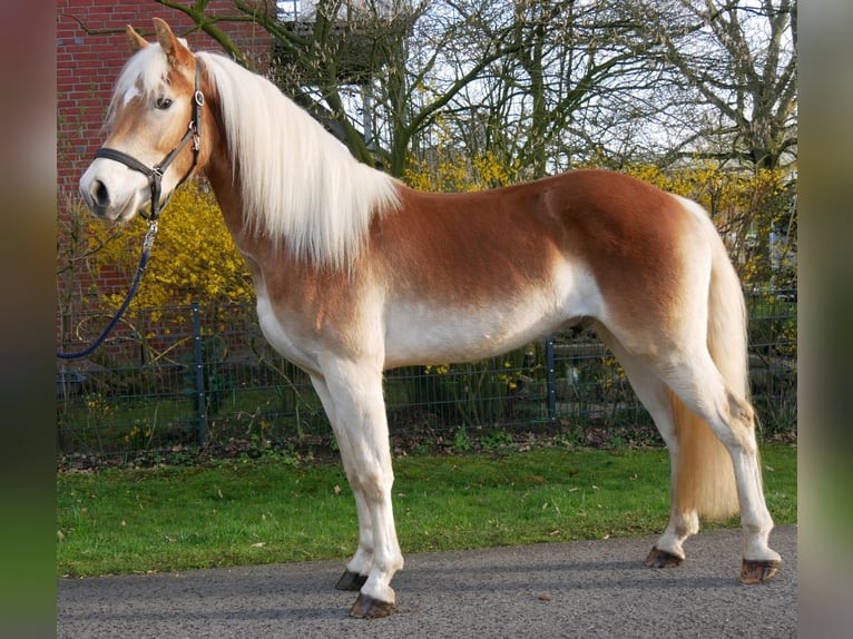 Haflinger Gelding 3 years 14.1 hh  in Dorsten
