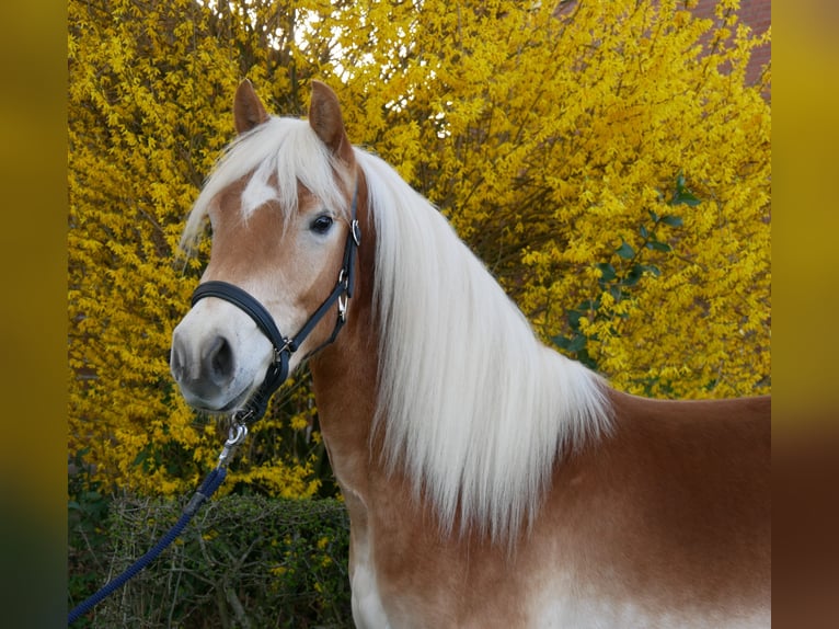 Haflinger Gelding 3 years 14.1 hh  in Dorsten