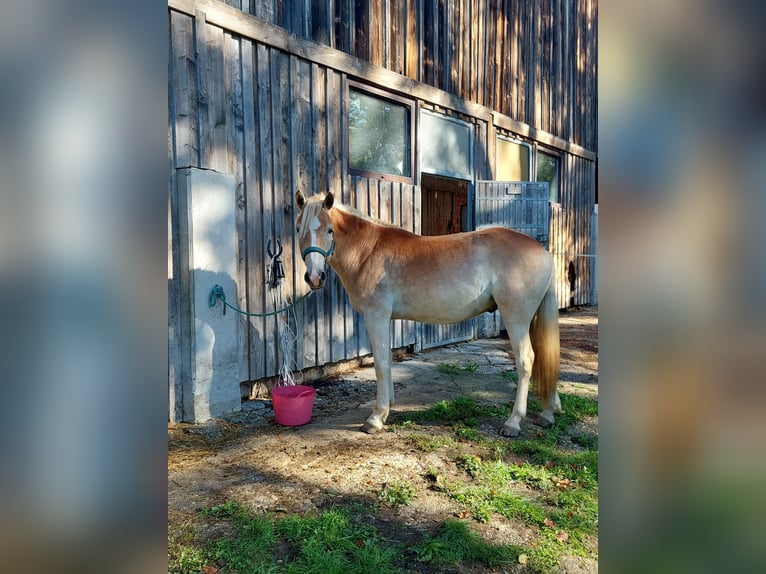 Haflinger Gelding 3 years 14,1 hh in Waldkirchen am Wesen