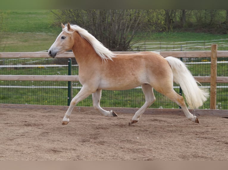 Haflinger Gelding 3 years 14.2 hh Chestnut-Red in Engelsbrand