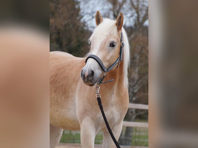 Haflinger Gelding 3 years 14.2 hh Chestnut-Red in Engelsbrand