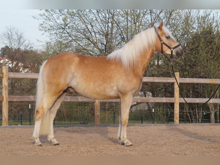 Haflinger Gelding 3 years 14.2 hh Chestnut-Red in Engelsbrand