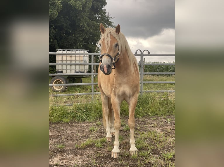 Haflinger Gelding 3 years 14.2 hh Chestnut-Red in Rösrath