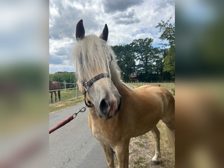 Haflinger Gelding 3 years 14.2 hh Chestnut-Red in Bad Laer