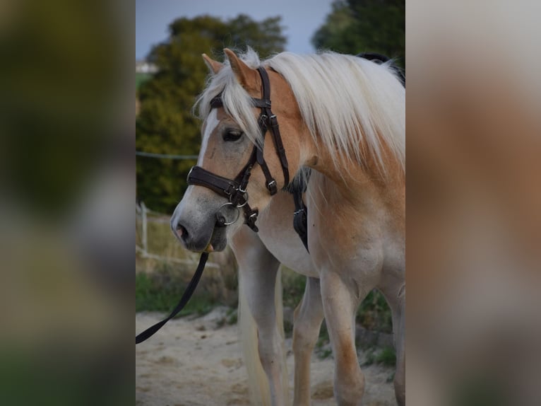 Haflinger Gelding 3 years 14.2 hh Chestnut-Red in Ried im Innkreis
