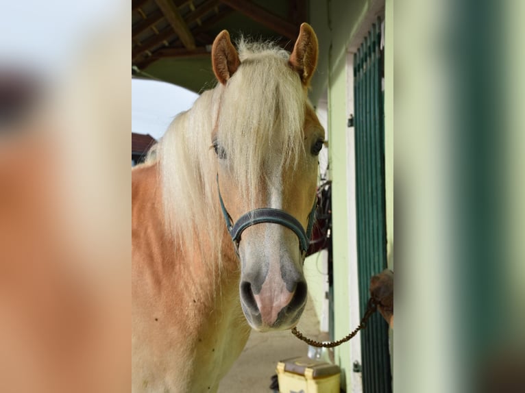 Haflinger Gelding 3 years 14.2 hh Chestnut-Red in Ried im Innkreis
