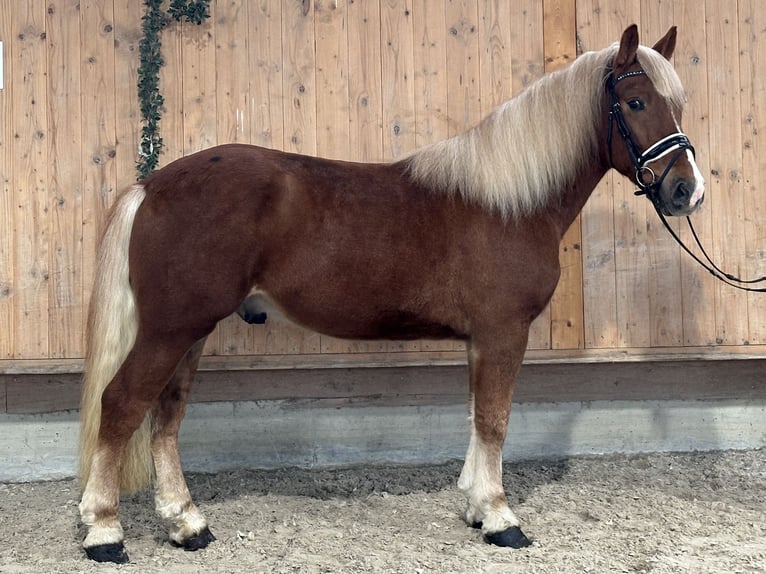 Haflinger Mix Gelding 3 years 14,2 hh Chestnut-Red in Riedlingen