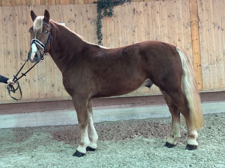 Haflinger Mix Gelding 3 years 14,2 hh Chestnut-Red in Riedlingen