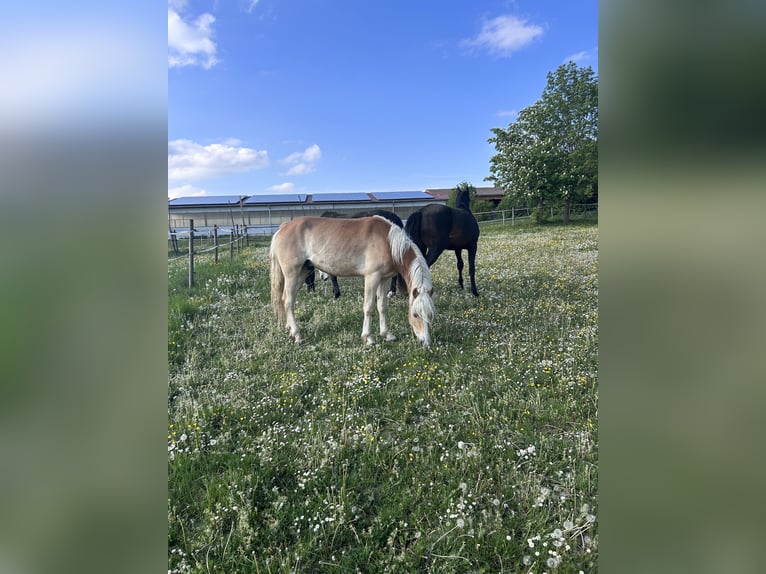 Haflinger Gelding 3 years 14.2 hh Chestnut-Red in Neresheim