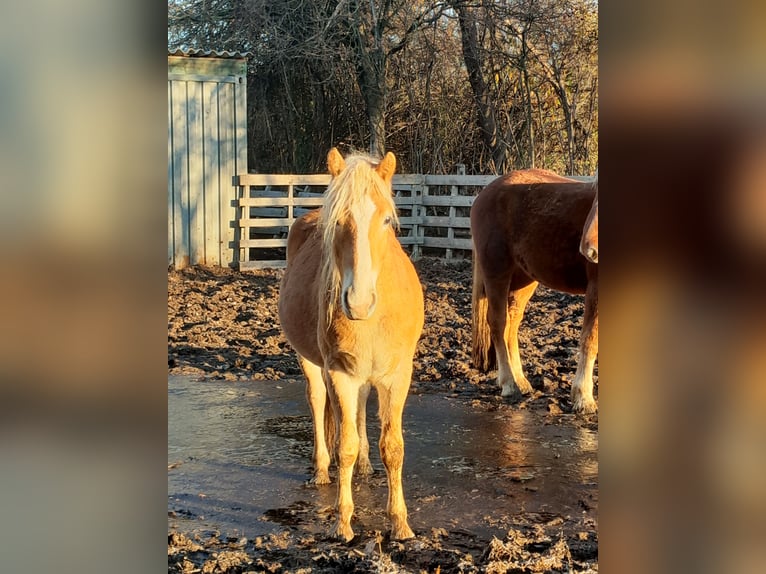 Haflinger Gelding 3 years 14.2 hh Chestnut-Red in Niederzier