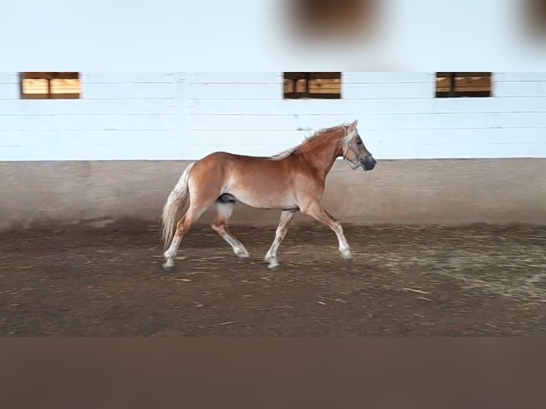 Haflinger Gelding 3 years 14,2 hh Chestnut-Red in Niederzier