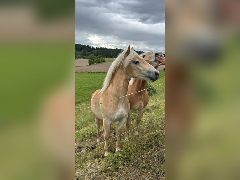 Haflinger Gelding 3 years 14.2 hh Chestnut-Red in St.veit an der Glan