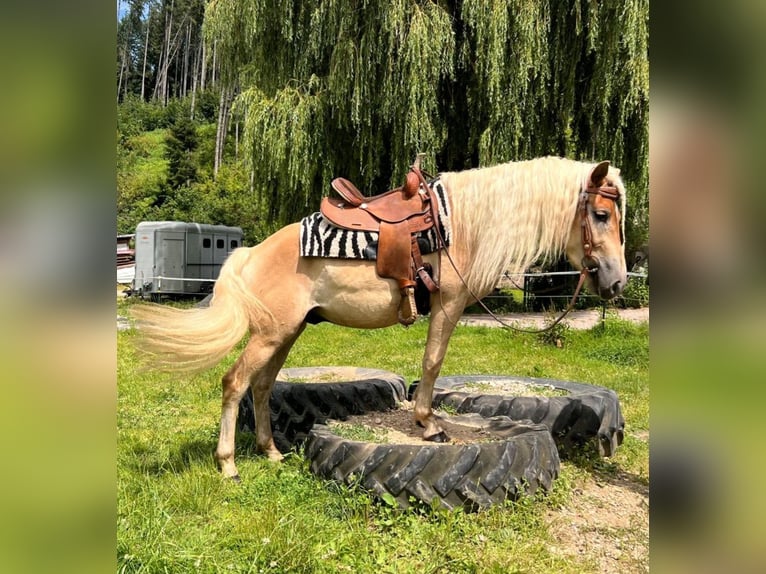 Haflinger Gelding 3 years 14,2 hh Chestnut-Red in Bayerbach