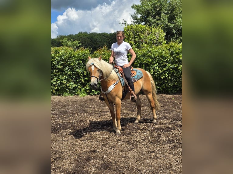 Haflinger Gelding 3 years 14,2 hh Chestnut-Red in Linkenbach