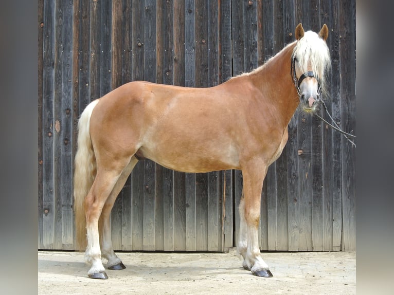 Haflinger Gelding 3 years 14,2 hh in Groß Siegharts