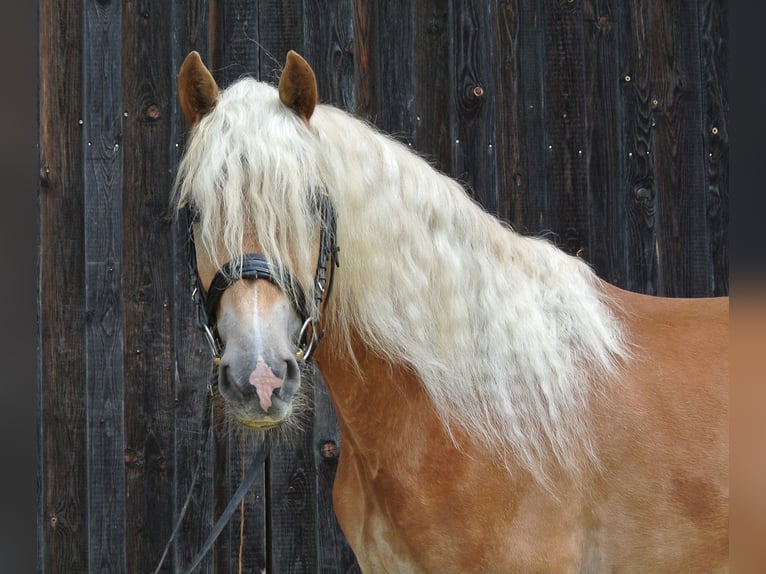 Haflinger Gelding 3 years 14,2 hh in Groß Siegharts