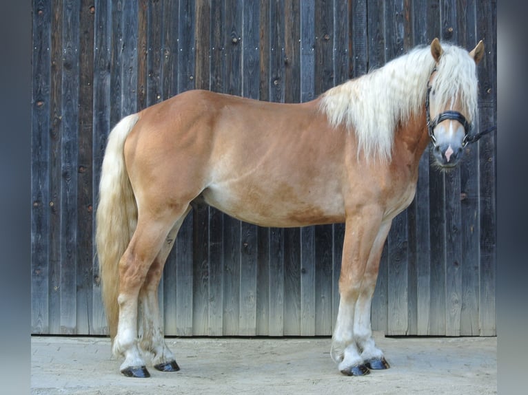 Haflinger Gelding 3 years 14,2 hh in Wienings