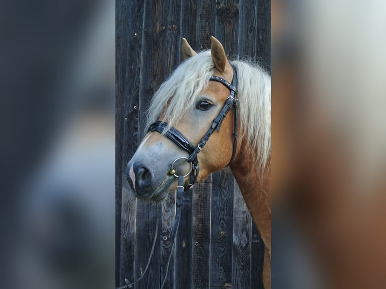 Haflinger Gelding 3 years 14,2 hh in Kottingbrunn