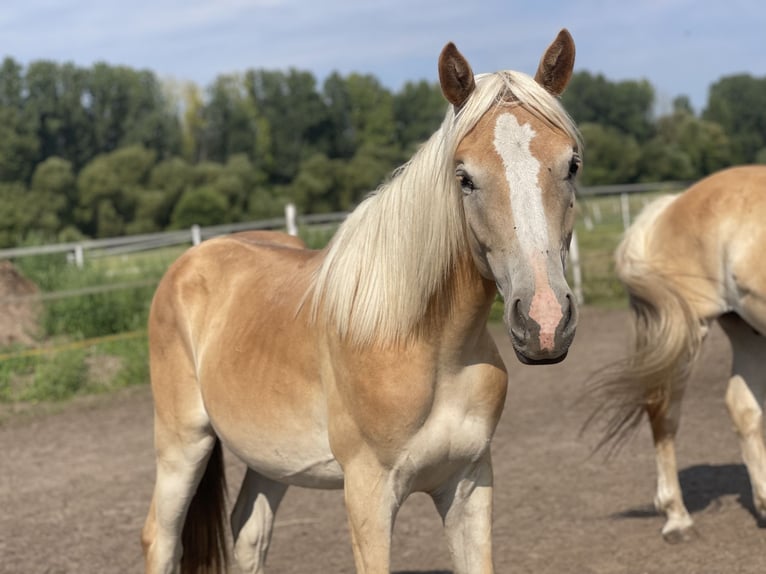 Haflinger Gelding 3 years 14.3 hh  in Trebbin