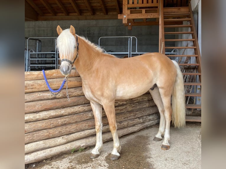Haflinger Gelding 3 years 14.3 hh Chestnut-Red in Bozen/Südtirol