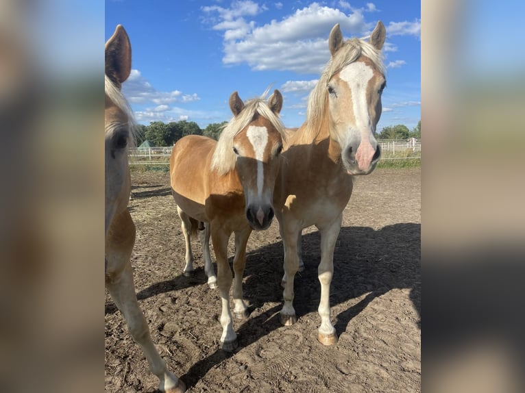 Haflinger Gelding 3 years 14,3 hh in Trebbin