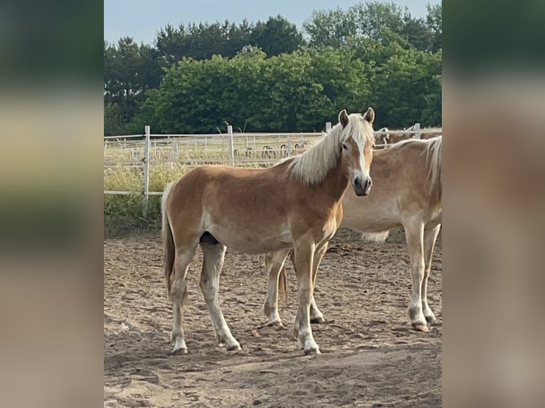 Haflinger Gelding 3 years 14,3 hh in Trebbin