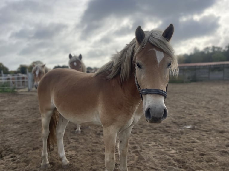 Haflinger Gelding 3 years 14,3 hh in Trebbin