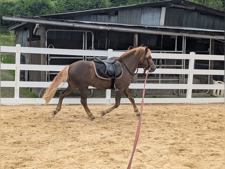 Haflinger Mix Gelding 3 years 14 hh Chestnut in Morsbach