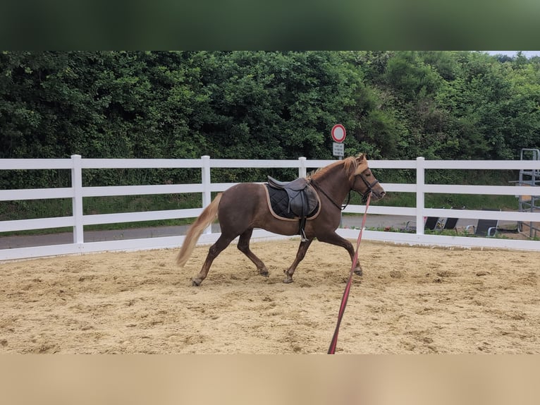 Haflinger Mix Gelding 3 years 14 hh Chestnut in Morsbach