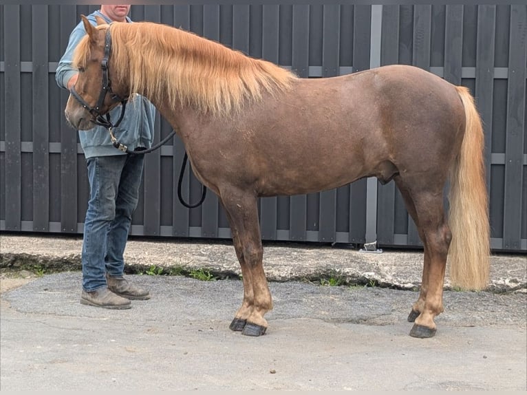 Haflinger Mix Gelding 3 years 14 hh Chestnut in Morsbach