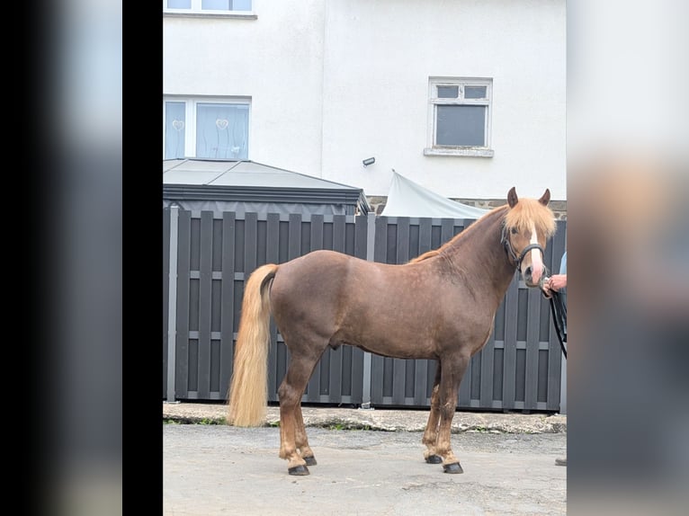 Haflinger Mix Gelding 3 years 14 hh Chestnut in Morsbach