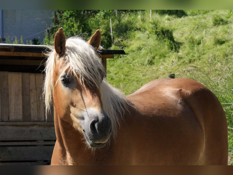 Haflinger Gelding 3 years 14 hh Chestnut-Red in Burghaun