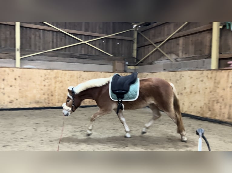 Haflinger Gelding 3 years 14 hh Chestnut-Red in Burghaun