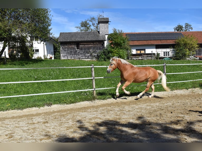 Haflinger Gelding 3 years 14 hh Chestnut-Red in Waldzell