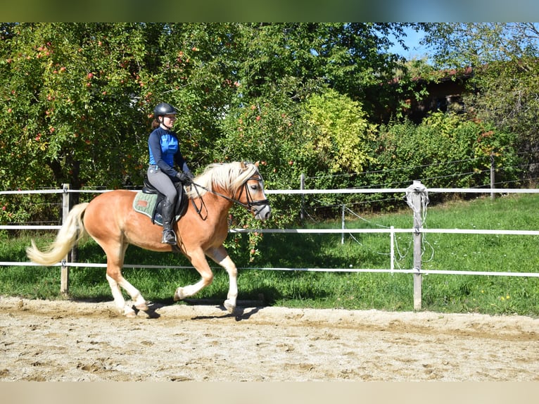 Haflinger Gelding 3 years 14 hh Chestnut-Red in Waldzell
