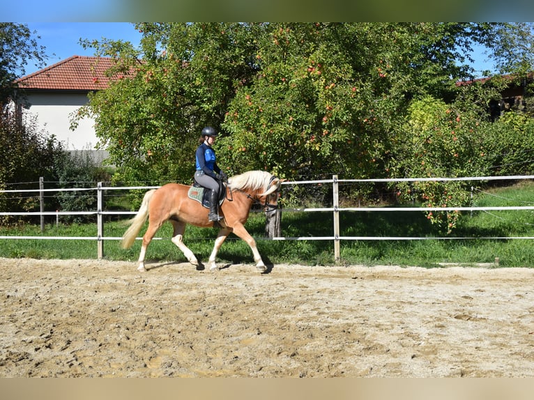 Haflinger Gelding 3 years 14 hh Chestnut-Red in Waldzell