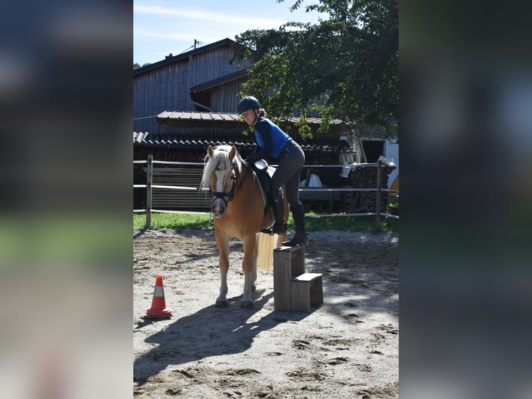 Haflinger Gelding 3 years 14 hh Chestnut-Red in Waldzell