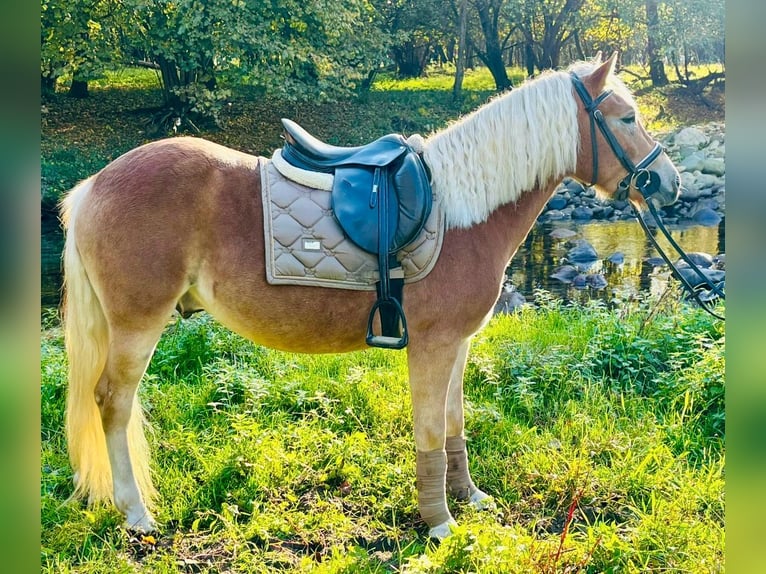 Haflinger Gelding 3 years 14 hh Palomino in Boccaleone Haflinger Gelding 3 years 14 hh Palomino in Boccaleone