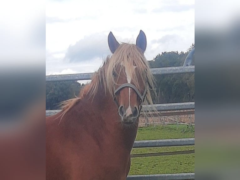 Haflinger Gelding 3 years 14 hh Sorrel in Diepholz