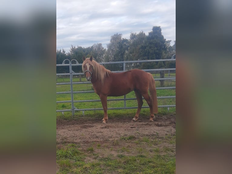 Haflinger Gelding 3 years 14 hh Sorrel in Diepholz