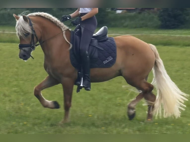 Haflinger Gelding 3 years 14,1 hh Chestnut in Bayrischzell