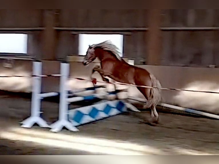 Haflinger Gelding 3 years 14,1 hh Chestnut in Bayrischzell